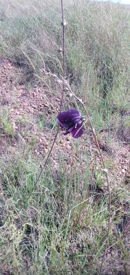 Hibiscus cannabinus L.: flower