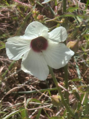 Hibiscus cannabinus L.: flower
