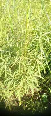 Hibiscus cannabinus L.: leaf