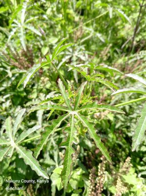 Hibiscus cannabinus L.: leaf