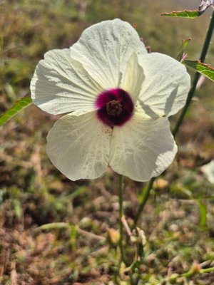 Hibiscus cannabinus L.: flower