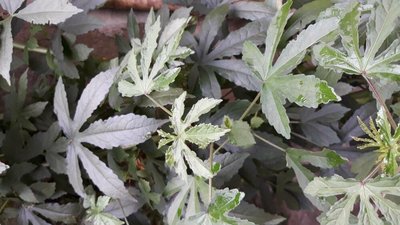 Hibiscus cannabinus L.: leaf