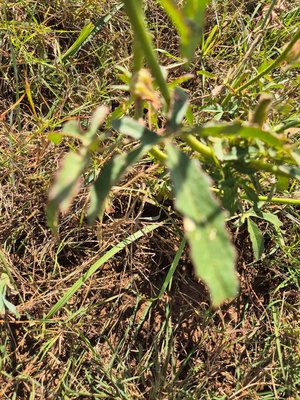 Hibiscus cannabinus L.: leaf