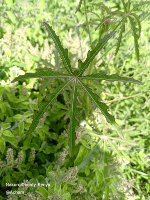 Hibiscus cannabinus L.: leaf
