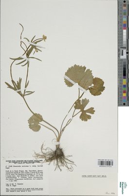 Ranunculus auricomus subsp. lucorum