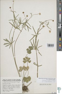 Ranunculus lucorum (Engel) Borch.-Kolb