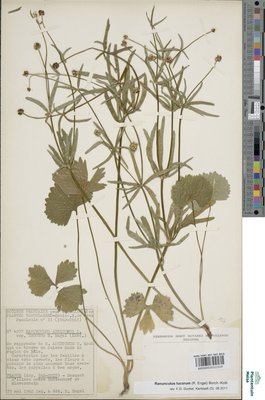 Ranunculus lucorum (Engel) Borch.-Kolb