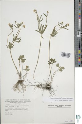 Ranunculus lucorum (Engel) Borch.-Kolb