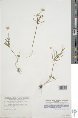Ranunculus lucorum (Engel) Borch.-Kolb
