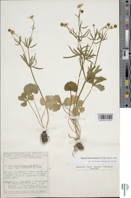 Ranunculus lucorum (Engel) Borch.-Kolb