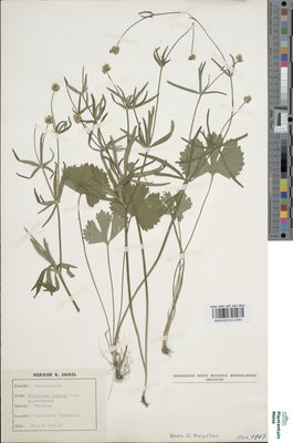 Ranunculus lucorum (Engel) Borch.-Kolb