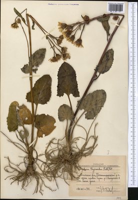 Vickifunkia karataviensis (Lipsch.) C. Ren, L. Wang, I. D. Illar. & Q. E. Yang, Moscow University Herbarium