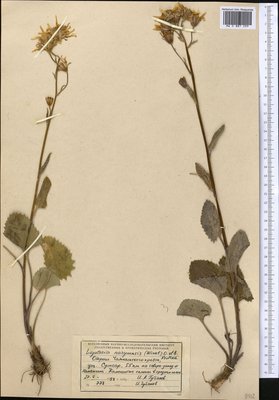 Vickifunkia karataviensis (Lipsch.) C. Ren, L. Wang, I. D. Illar. & Q. E. Yang, Moscow University Herbarium
