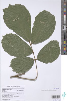 Leptoderris brachyptera (Benth.) Dunn
