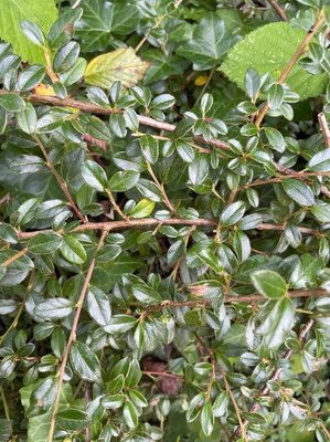 Cotoneaster integrifolius (Roxb.) G.Klotz: leaf
