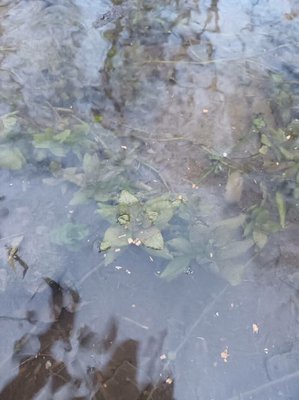 Potamogeton × angustifolius J.Presl: bark