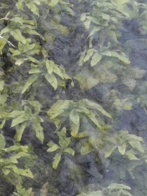 Potamogeton × angustifolius J.Presl: leaf