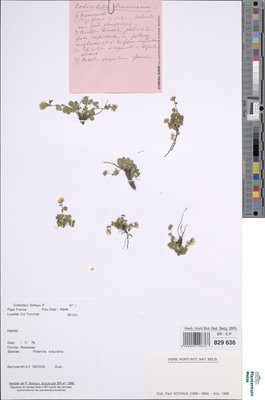 Potentilla brauniana Hoppe