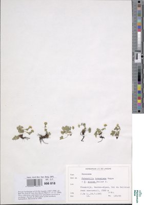 Potentilla brauniana Hoppe