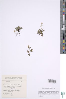 Potentilla brauniana Hoppe