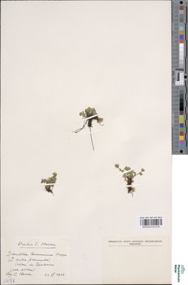Potentilla brauniana Hoppe
