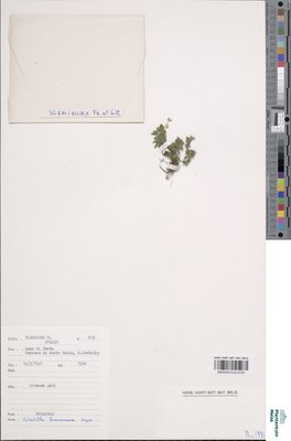 Potentilla brauniana Hoppe