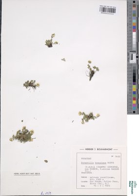 Potentilla brauniana Hoppe
