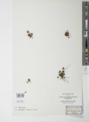 Potentilla brauniana Hoppe