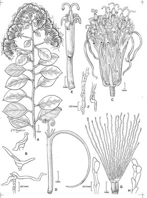 Dresslerothamnus gentryi 587.tif