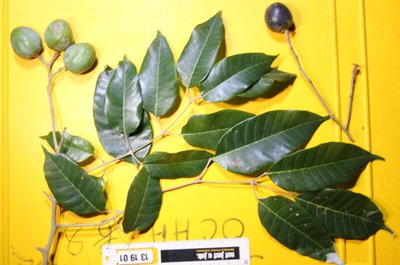 Canarium vulgare Leenh.: fruit