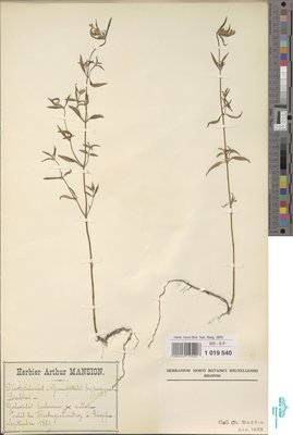 Galeopsis ochrerythrea Prahl.