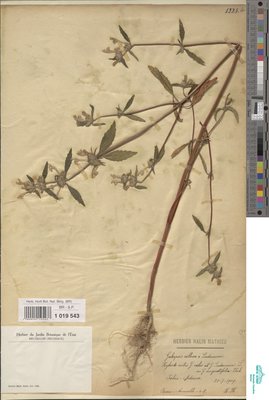 Galeopsis ochrerythrea Prahl.