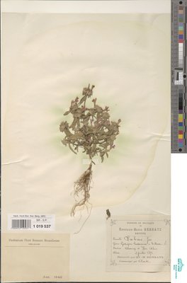 Galeopsis ochrerythrea Prahl.