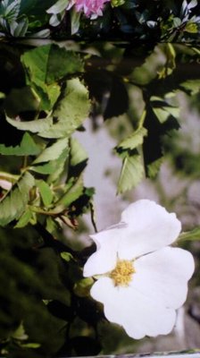 Rosa montana Chaix: flower