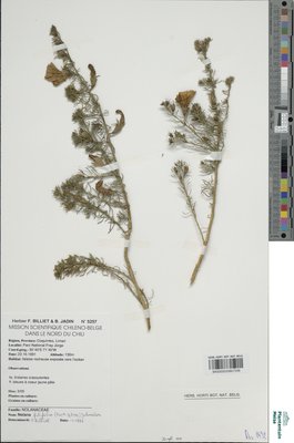 Nolana filifolia I.M.Johnst.