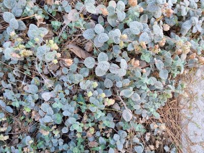 Origanum dictamnus L.: leaf