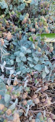 Origanum dictamnus L.: leaf