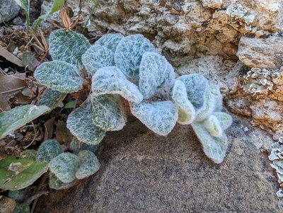 Origanum dictamnus L.: leaf