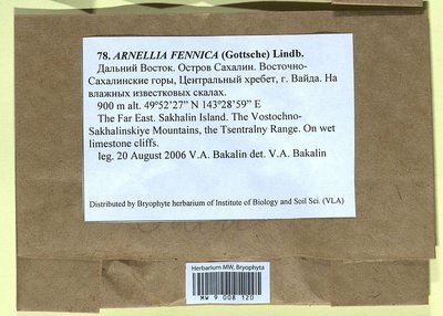 Arnellia fennica (Gottsche) Lindb., Moscow University Herbarium