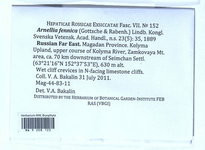 Arnellia fennica (Gottsche) Lindb., Moscow University Herbarium
