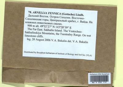 Arnellia fennica (Gottsche) Lindb., Moscow University Herbarium