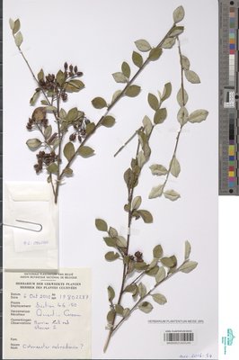 Cotoneaster nebrodensis (Guss.) K.Koch