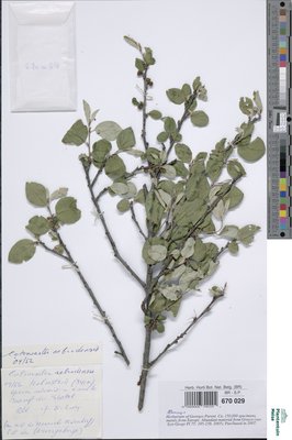 Cotoneaster nebrodensis (Guss.) K.Koch
