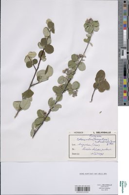 Cotoneaster nebrodensis (Guss.) K.Koch