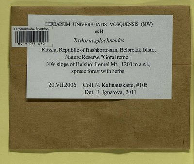 Tayloria splachnoides (Schleich. ex Schwägr.) Hook., Moscow University Herbarium