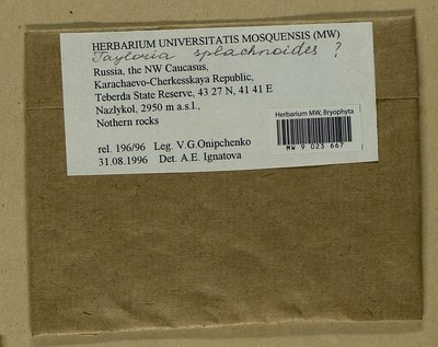 Tayloria splachnoides (Schleich. ex Schwägr.) Hook., Moscow University Herbarium