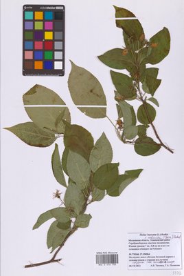 Malus robusta (Яблоня), MHA Herbarium