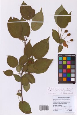 Malus robusta (Яблоня), MHA Herbarium