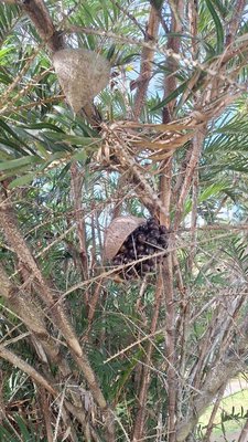 Bactris guineensis (L.) H.E.Moore: fruit