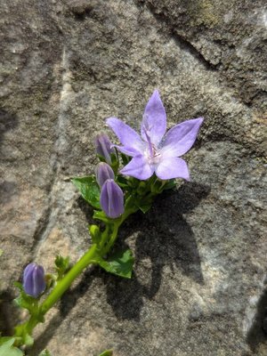Campanula garganica Ten.: flower